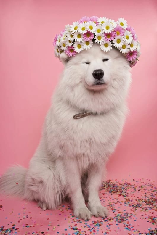 Pet Hairstyle Makeover example 1