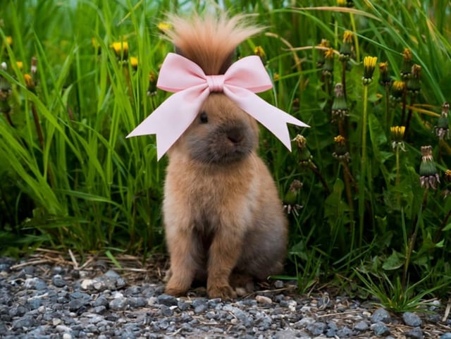Pet Hairstyle Makeover example 2